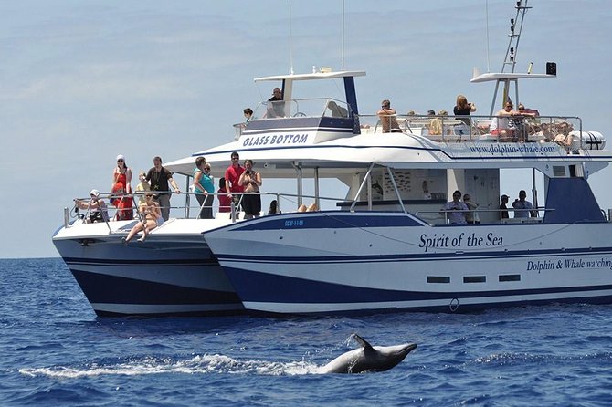 Dolphin and Whales watching cruise from Puerto Rico de Gran Canaria - Key Things That Make This Cruise Worth It