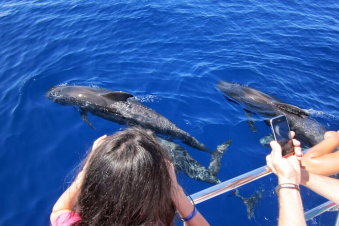 Dolphin and Whales watching cruise from Puerto Rico de Gran Canaria - Cetaceans Off Gran Canaria: Why This Area Works
