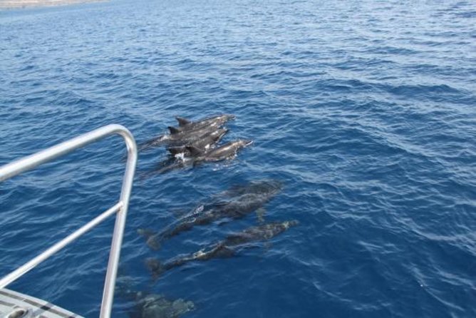 Dolphin and Whales watching cruise from Puerto Rico de Gran Canaria - Crew Spotting, Safety, and What You Get to Learn