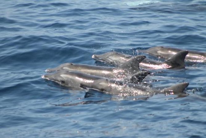 Dolphin and Whales watching cruise from Puerto Rico de Gran Canaria - Pickup Zones and the Puerto Rico Meeting Point