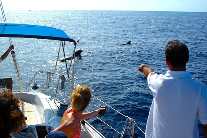 Dolphin and Whales watching cruise from Puerto Rico de Gran Canaria - Onboard Comfort: Drinks, Group Size, and Practical Reality
