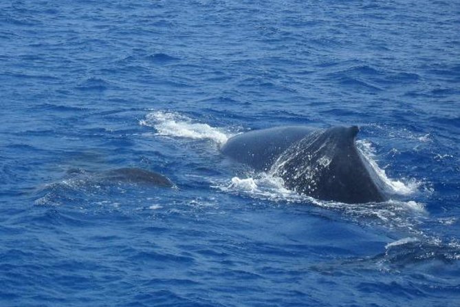 Dolphin and Whales watching cruise from Puerto Rico de Gran Canaria - Upgrade Option: Swim Stop and Return Transfers