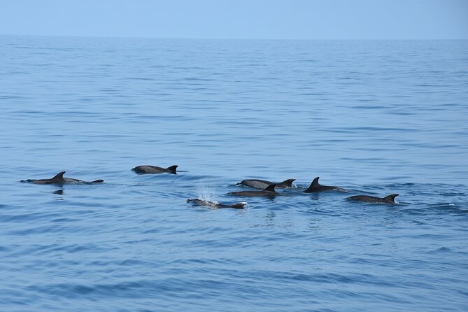 Dolphin Sightseeing Boat Tour from Benalmadena - Benalmádena dolphin tour on a catamaran: what you are really buying