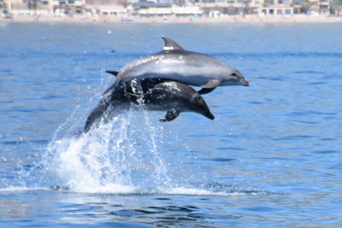 Dolphin Sightseeing Boat Tour from Benalmadena - Where to meet: Costasol Cruceros in Benalmádena