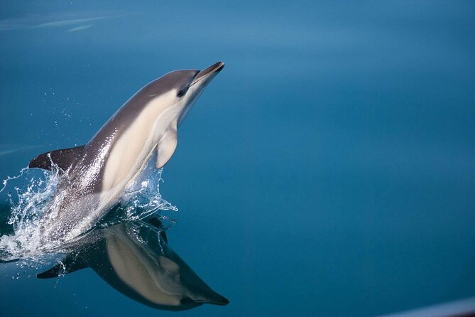 Dolphin Watching Adventure in Estepona Bay - On the Water: How the Dolphin Searching Actually Feels