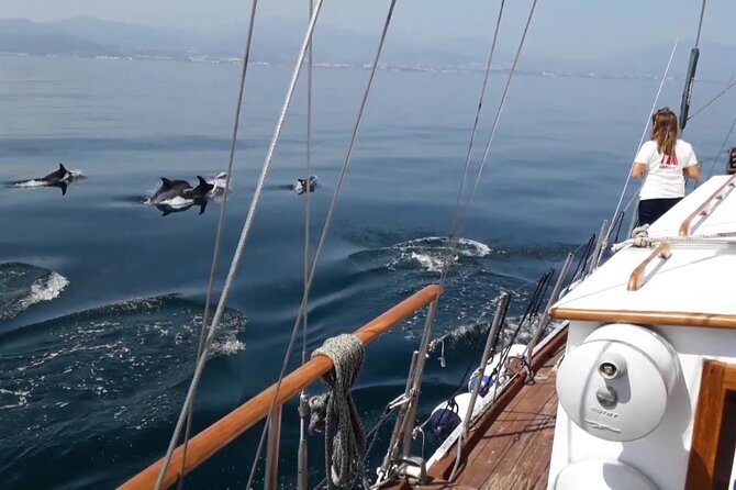 Dolphin Watching Adventure in Estepona Bay - Dolphins Are Wild, So Plan for Both Outcomes