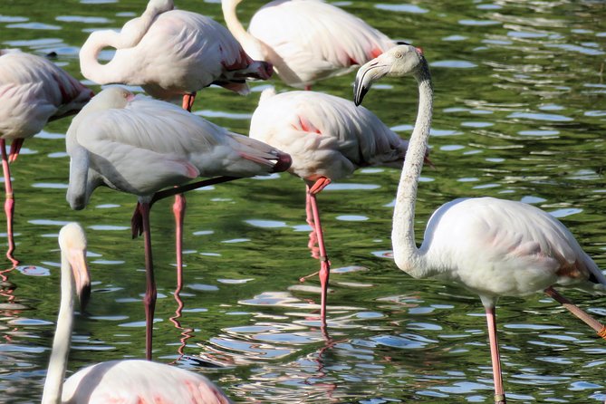 Donana National Park and El Rocío: Guided Tour from Seville - Key Highlights Worth Noting