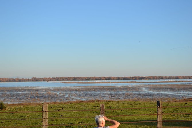 Donana National Park and El Rocío: Guided Tour from Seville - Dehesa de Abajo: White Storks and a Bird-Rich Woodland Feel