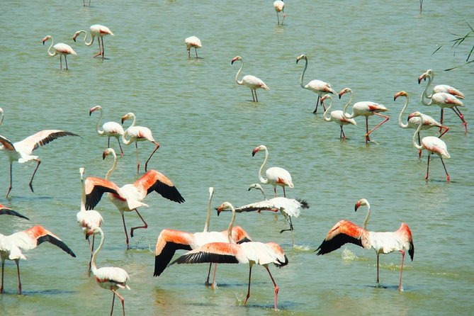 Donana National Park: Guided Day Tour from Seville - Key things to know before you go
