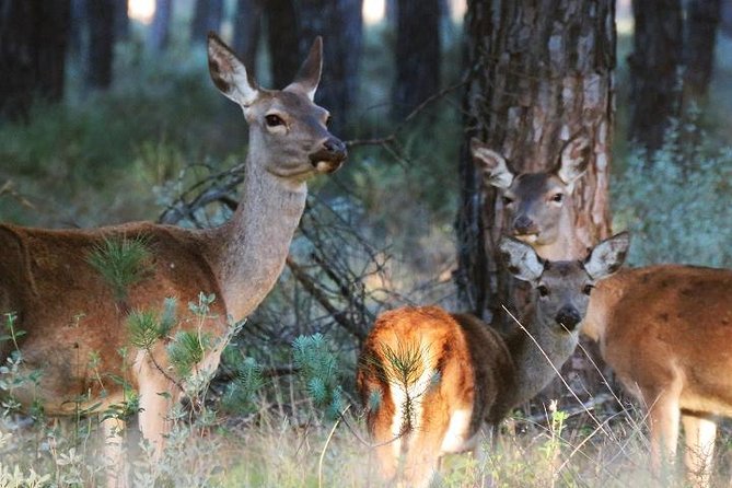 Donana National Park: Guided Day Tour from Seville - The full itinerary: El Rocío shrine, Matalascanas beach, and Doñana park time