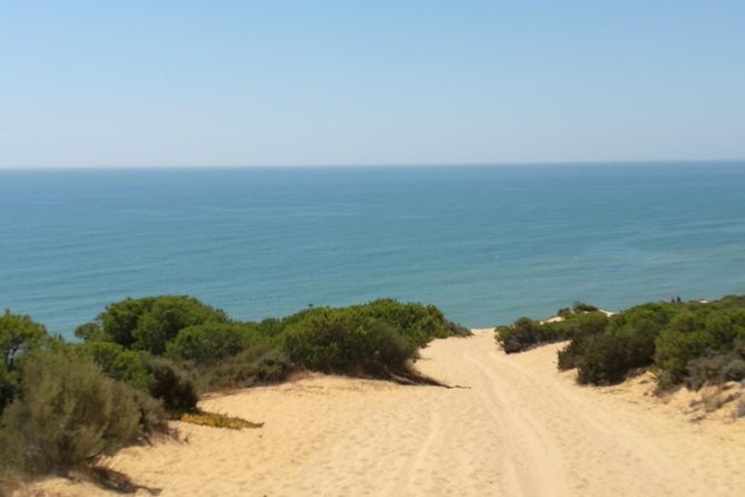 Donana National Park: Guided Day Tour from Seville - What you can actually expect to see in Doñana: birds first, mammals when luck clicks