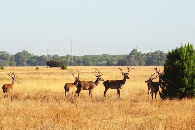 Donana National Park: Guided Day Tour from Seville - Price and value: $95 for a full-day nature circuit, not a food day