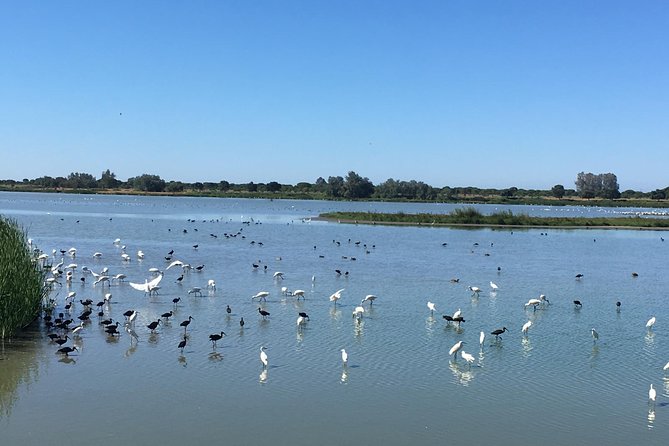 Donana National Park: Guided Day Tour from Seville - Weather, flooding, and road closures: how this tour adapts
