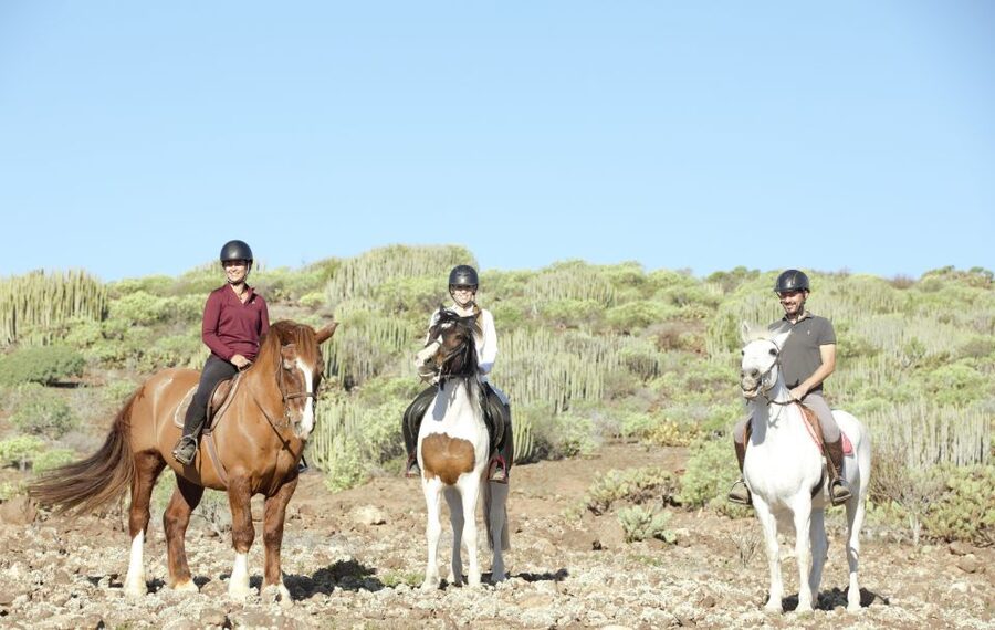 El Salobre: Horse Riding Adventure with Transfer Options - What you actually do during the ride (step-by-step)