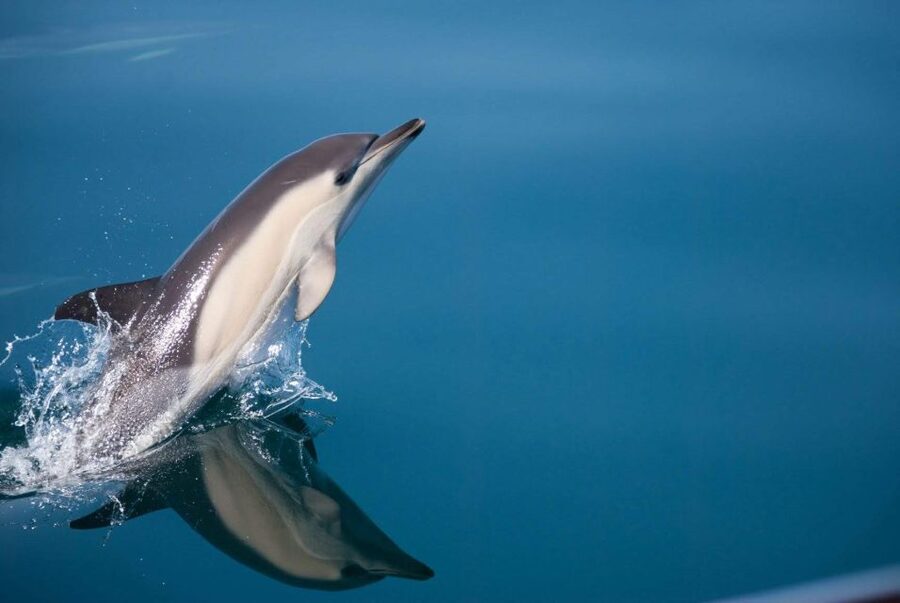 Estepona: Dolphin Watching Sailboat Cruise with Drink - The 2-Hour Plan on the Water: Sail, Search, Then Possibly Swim