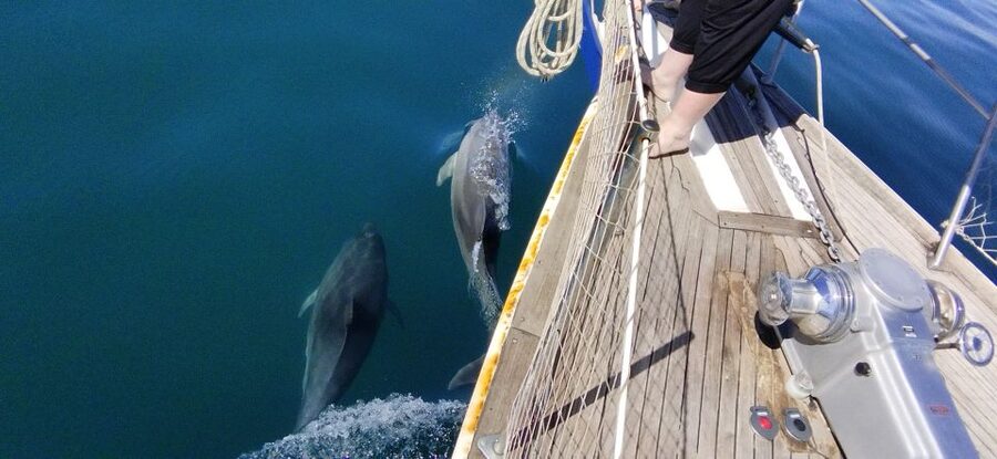 Estepona: Dolphin Watching Sailboat Cruise with Drink - Price and Value: Is $41 Really a Good Deal?