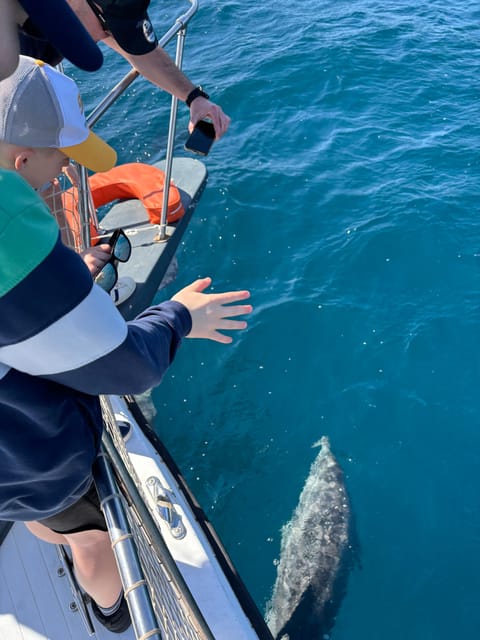 Estepona: Dolphins Searching Sea Cruise with Drink & Snacks - Price and Value for $41: What You’re Really Paying For