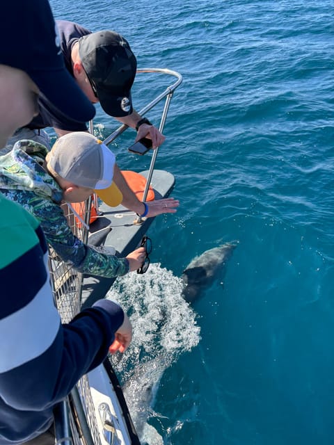 Estepona: Dolphins Searching Sea Cruise with Drink & Snacks - The Dolphin Search: Wild, Unscripted, and Part of the Fun