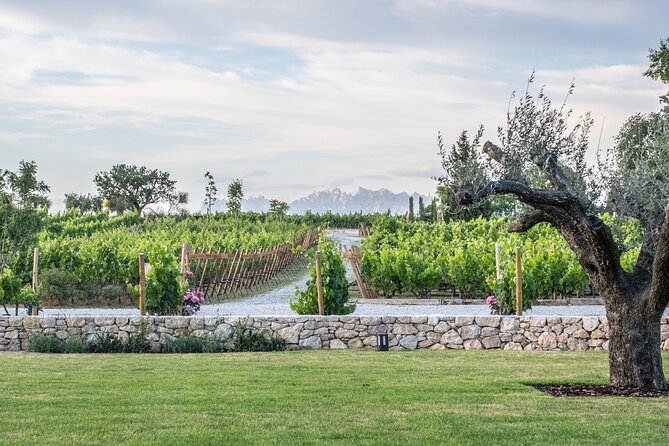 Familia Torres Winery: Gastronomic Tapas & Wine Experience - Price and Value: Is $151.23 Fair for What You Get?
