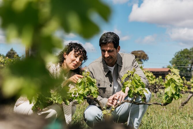 Familia Torres Winery: Gastronomic Tapas & Wine Experience - Touring Familia Torres: Architecture, Vineyards, and Practical Sustainability Talk