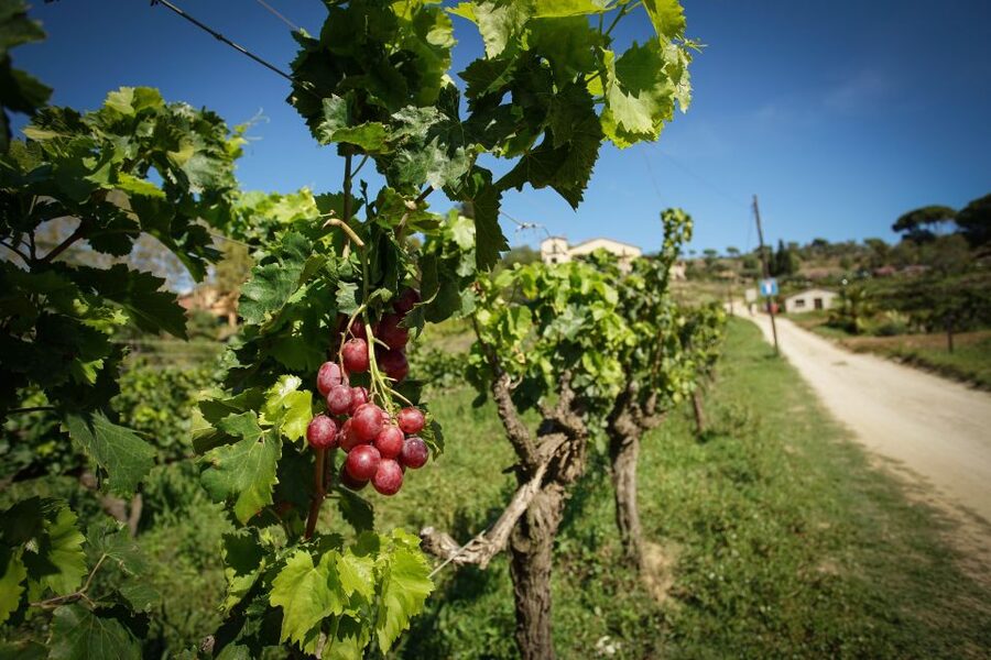 From Barcelona: E-Bike and Sailing Tour with Wine Tastings - Alella vineyard and cellar time, with a sommelier tasting