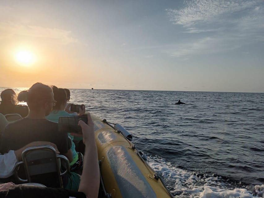 From Can Picafort: Dolphin Watching and Cave Boat Trip - Price and value at about $82 per person