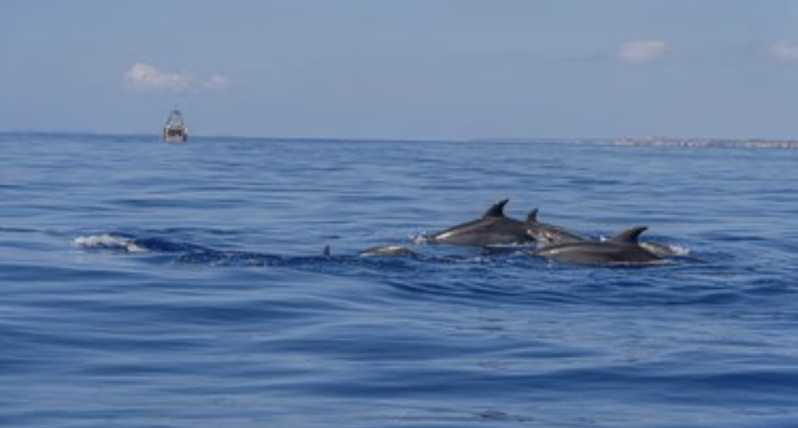 From Can Picafort: Dolphin Watching and Cave Boat Trip - A small group and a fast boat: why this format works