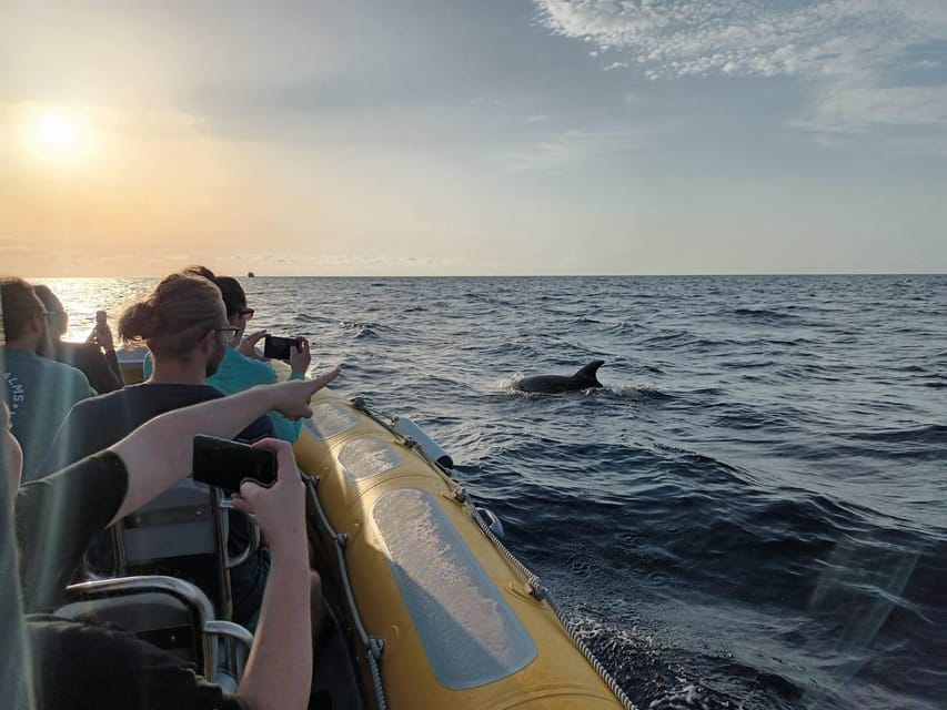 From Can Picafort: Dolphin Watching and Cave Boat Trip - Cabo de Formentor and Tramuntana coast views from the water