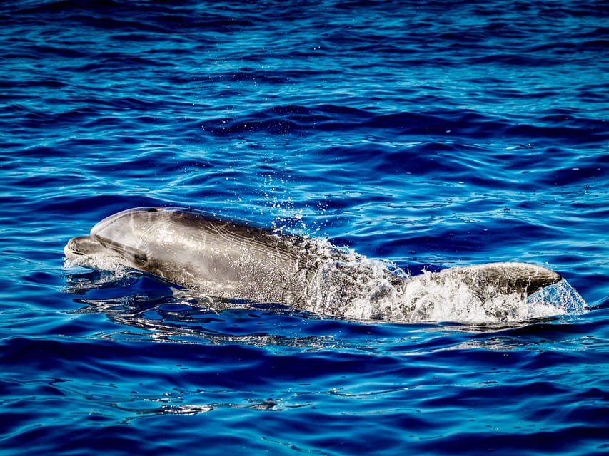 From Can Picafort: Dolphin Watching and Cave Boat Trip - Dolphin watching, with a captain who positions the boat