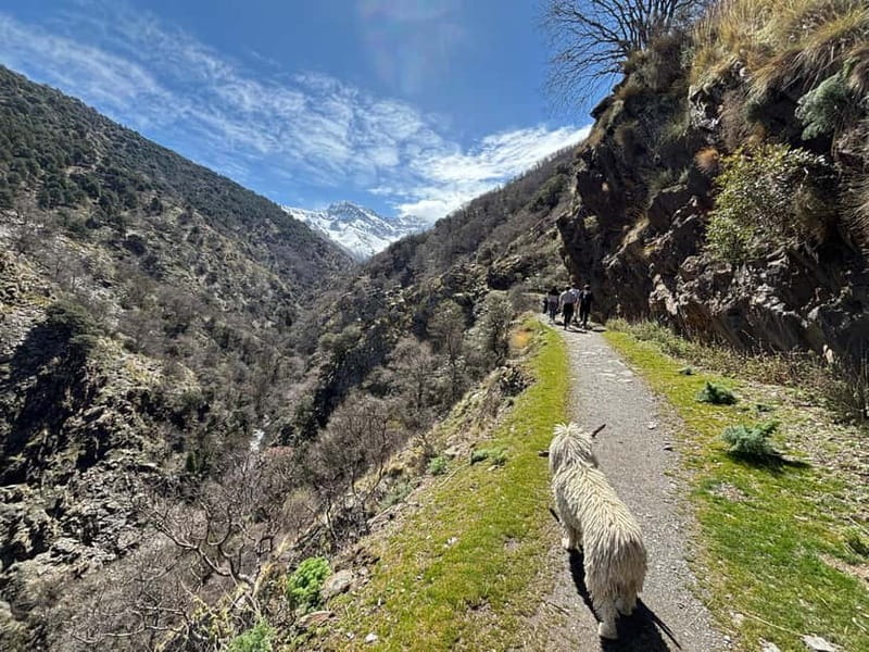 From Granada: High Sierra Nevada hiking experience - From Granada to 2,500 meters, the quick escape