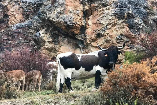 From Granada: Sierra Nevada Safari tour up to 2500 meters high - Vehicle comfort: Mercedes Sprinter 4x4, A/C, and why it matters