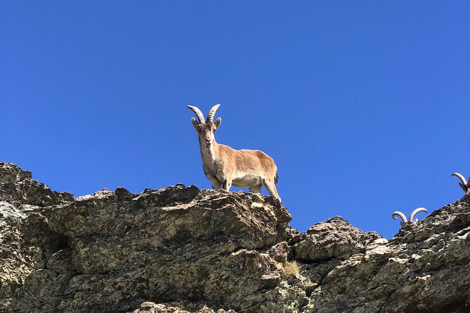 From Granada: Sierra Nevada Safari tour up to 2500 meters high - Price and value: is about $102 a good deal?