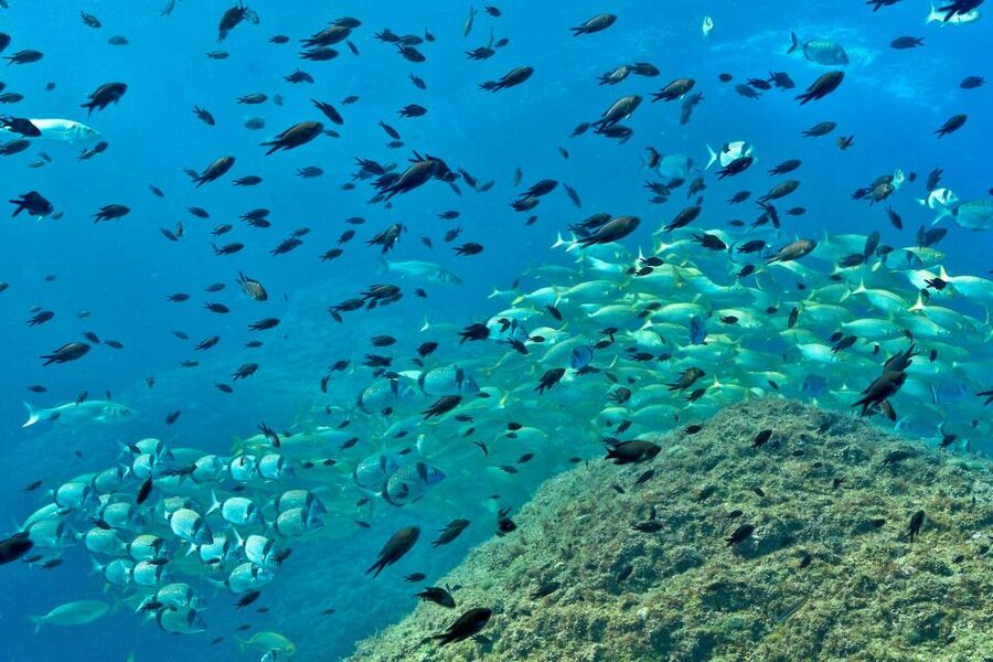 From L’Estartit: Snorkeling Trip to the Medes Islands - Who should book this Medes Islands snorkeling trip