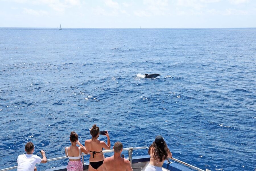 From Paguera: Dolphin Watching Cruise in a Glass-Bottom Boat - What dolphins you might spot in Mallorca waters