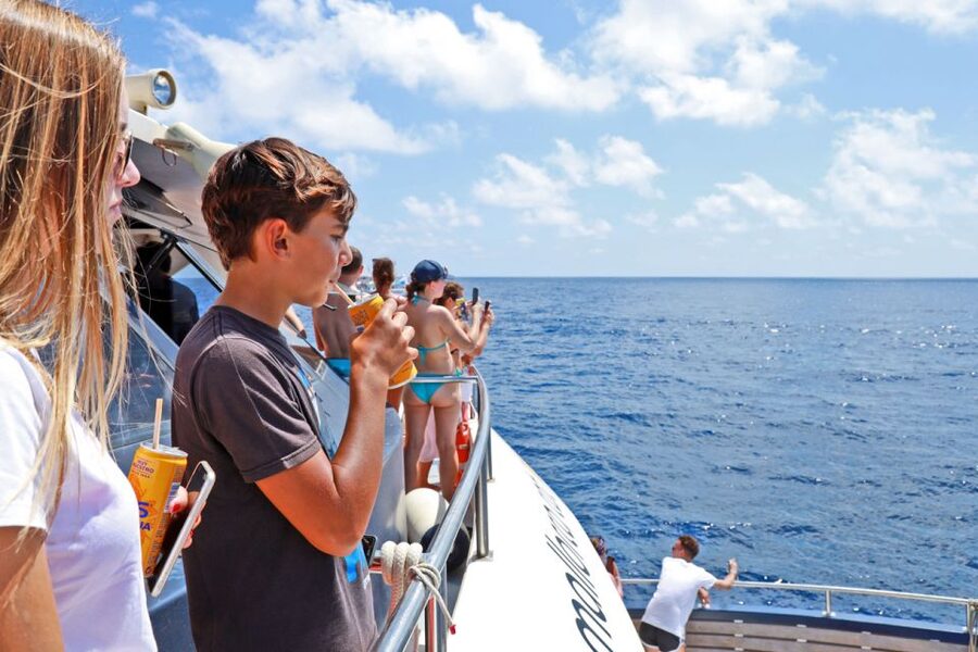 From Paguera: Dolphin Watching Cruise in a Glass-Bottom Boat - Practical tips for the best views and the least misery