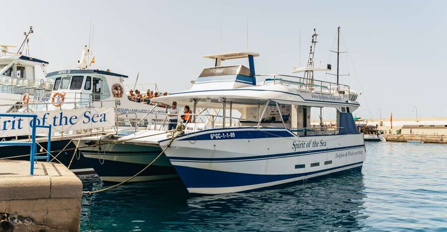 From Puerto Rico de Gran Canaria: Dolphin Watching Cruise - Gran Canaria’s southern waters: why this cruise can feel magical