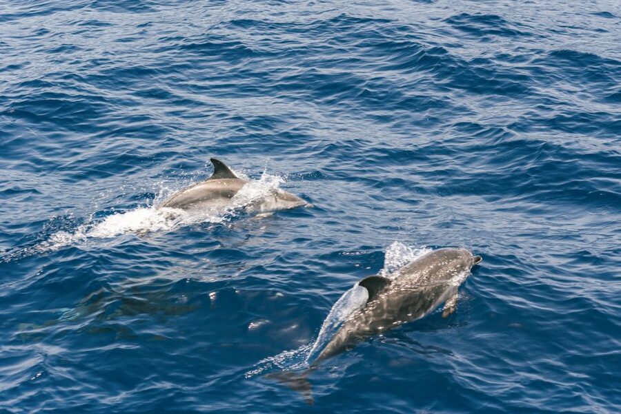 From Puerto Rico de Gran Canaria: Dolphin Watching Cruise - Price and value: is about $47 a fair deal?