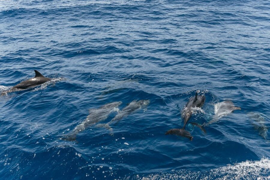 From Puerto Rico de Gran Canaria: Dolphin Watching Cruise - Where the cruise leaves you: a quick coastal bonus