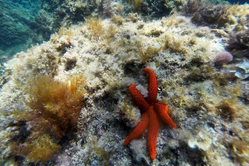 From Sant Feliu de Guíxols: Kayak and Snorkel in Costa Brava - Double sit-on-top kayaks: what to expect when you first push off