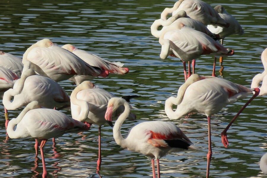 From Seville: Doñana National Park Day Trip - Quick take: key moments you’ll remember