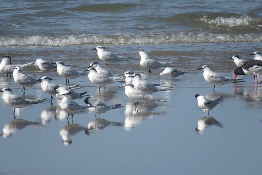 From Seville: Doñana National Park Day Trip - Wildlife odds: flamingos, eagles, and the lynx reality check