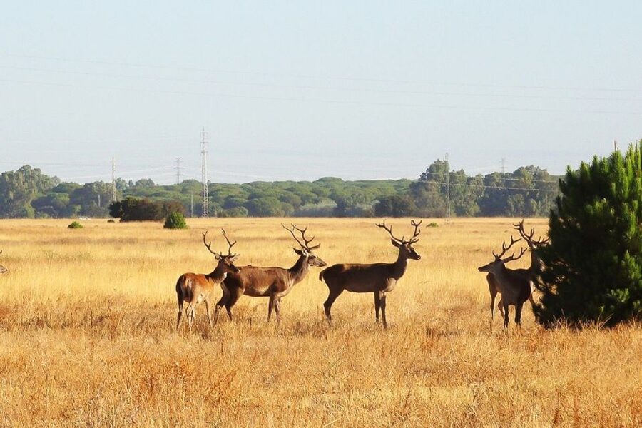 From Seville: Doñana National Park Day Trip - From Seville to Doñana: what this 10-hour format gets right