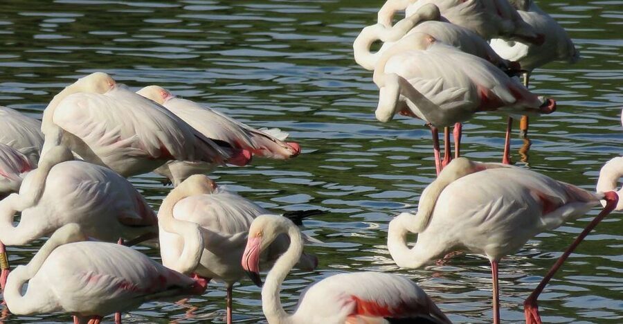 From Seville: Doñana National Park Day Trip - Dehesa de Abajo: pine forests, marsh edges, and the birding game plan
