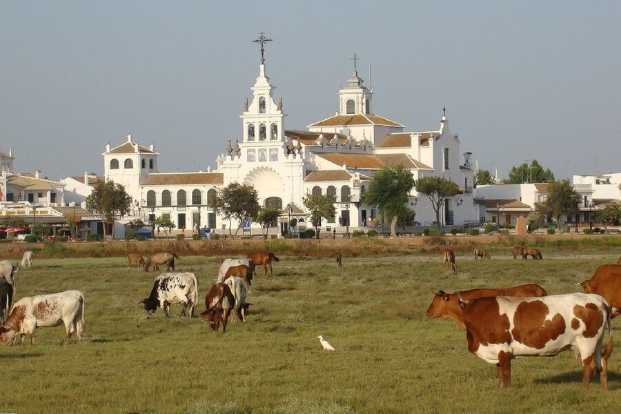 From Seville: Doñana National Park Day Trip - El Rocío: chapel and observatory, plus a village pause