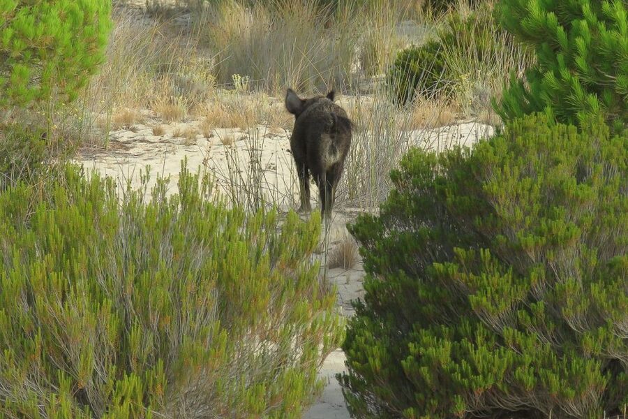From Seville: Doñana National Park Day Trip - Matalascanas after lunch: beach time and the biggest dunes