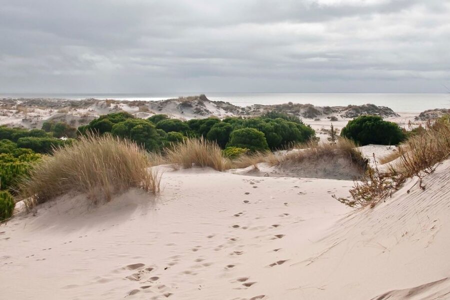 From Seville: Doñana National Park Day Trip - Asperillo sunset: pine forest light, and why it’s not just pretty