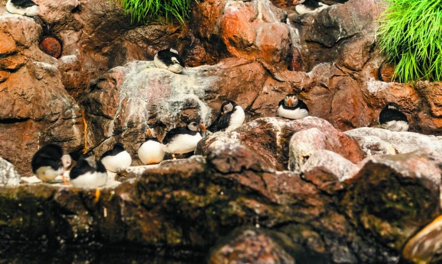 From South Tenerife: Loro Park Zoo Ticket & Hotel Transfers - Who This Trip Fits Best (And Who Should Rethink)