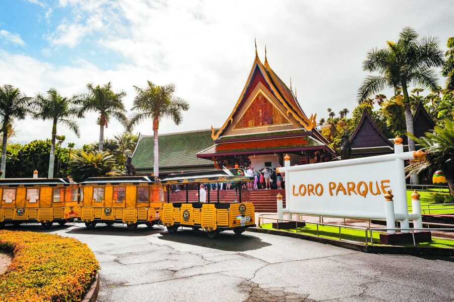 From South Tenerife: Loro Park Zoo Ticket & Hotel Transfers - South Tenerife to Loro Parque: How the Transfers Really Work