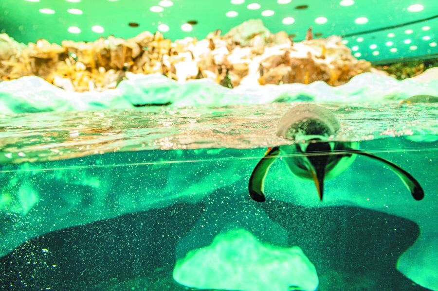 From South Tenerife: Loro Park Zoo Ticket & Hotel Transfers - Planet Penguin: The Antarctic-Themed Walk You’ll Actually Remember