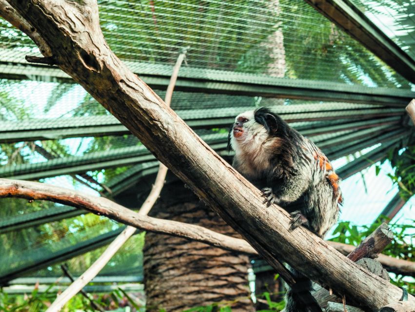From South Tenerife: Loro Park Zoo Ticket & Hotel Transfers - Orca Ocean Shows and Splash-Zone Energy